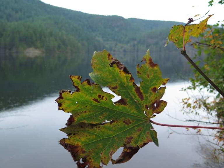 21 Fall Foliage Hikes Near Vancouver (+Where To See Larches)