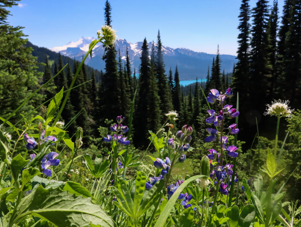 22 Amazing Wildflower Hikes close to Vancouver - Alpine Feeling